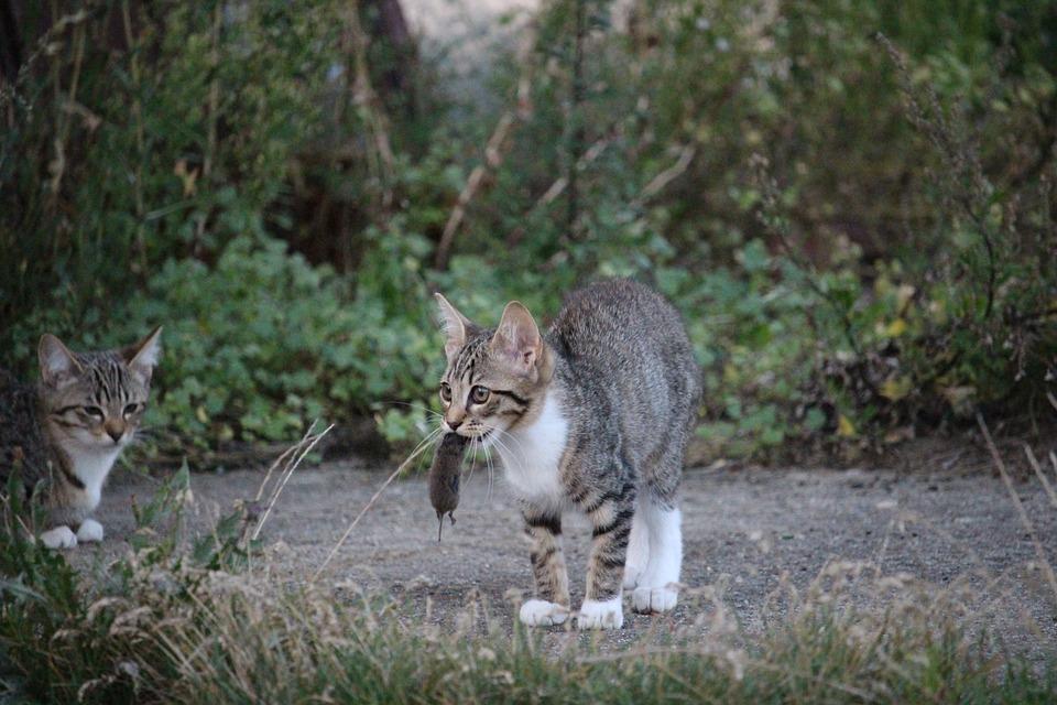 chat dans le jardin avec sa chasse