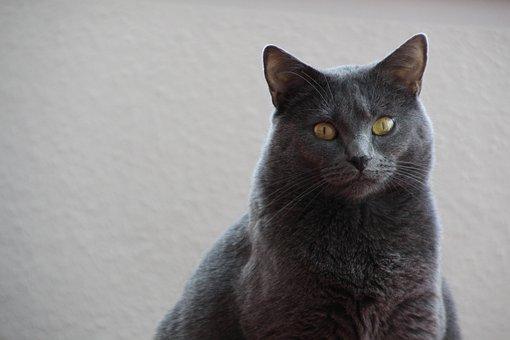 Chartreux