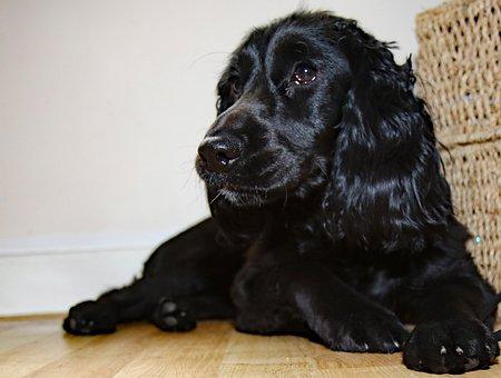 Cocker spaniel anglais de couleur noire