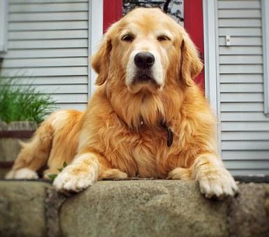 GOLDEN RETRIEVER