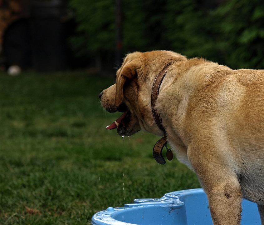 Labrador dans piscine coquille plastique