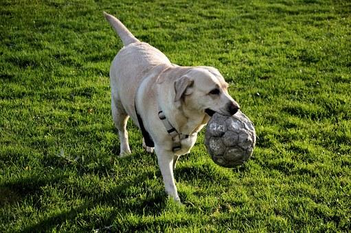 Chien Labrador joue au ballon dans un parc