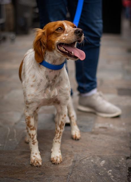 chien tenu en laisse