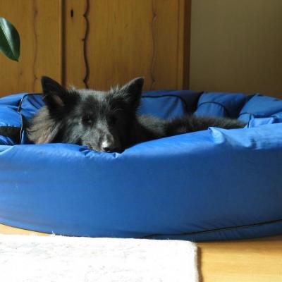 Chien de berger dans son panier coussin bleu