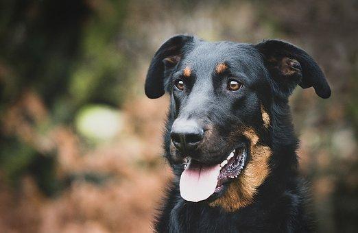 Un bas rouge, le Beauceron