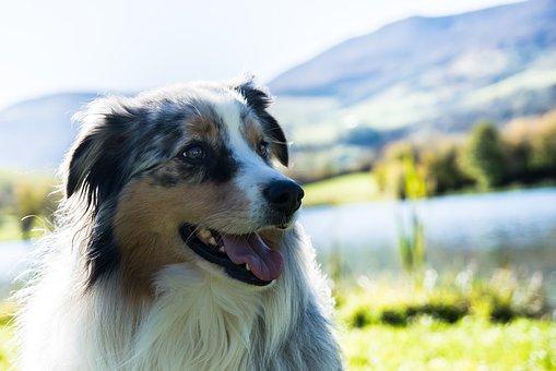 Chien Berger australien merle