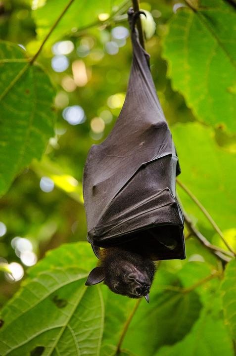 Chauve souris dans la nature