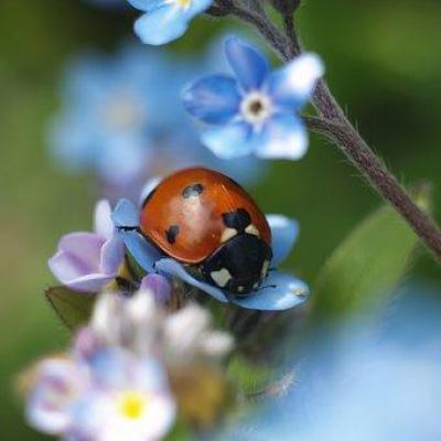 Coccinelle