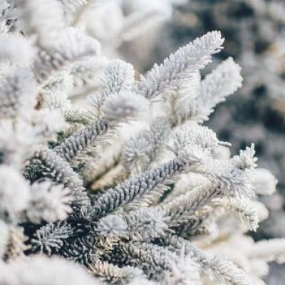 Branche de sapin sous son manteau blanc