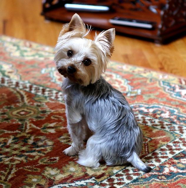 Yorkshire terrier sur le tapis du salon