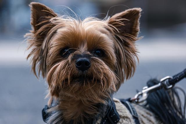 Yorkshire terrier